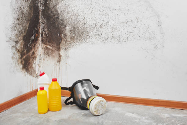 Best Mold Remediation  in Foresthill, CA