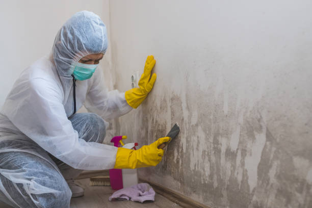 Best Professional Mold Removal  in Foresthill, CA