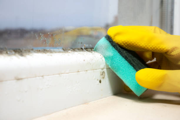 Best Same-Day Mold Removal  in Foresthill, CA