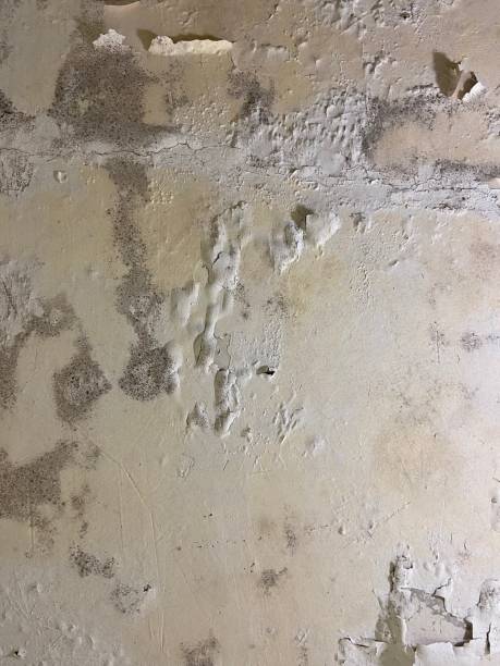 Best Mold Remediation  in Foresthill, CA
