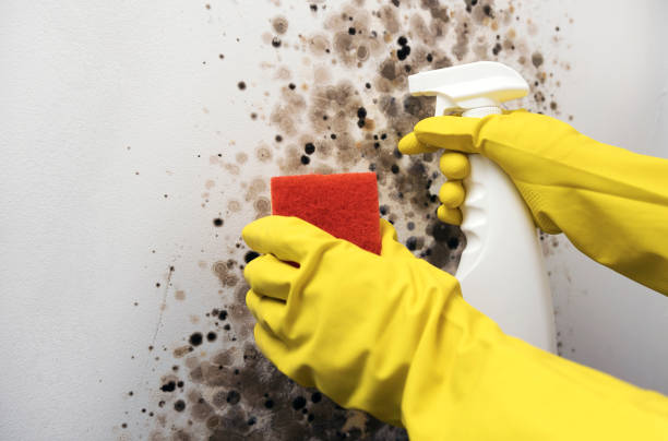 Best Mold Testing  in Foresthill, CA