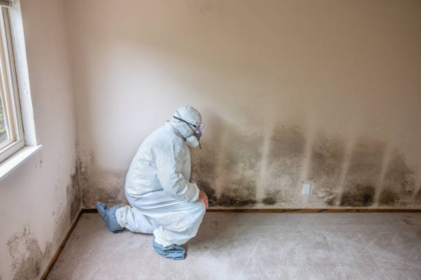 Mold Removal and Inspection in Foresthill, CA