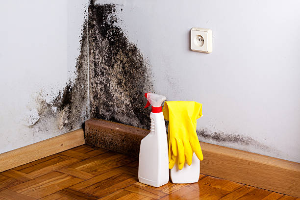Best Same-Day Mold Removal  in Foresthill, CA