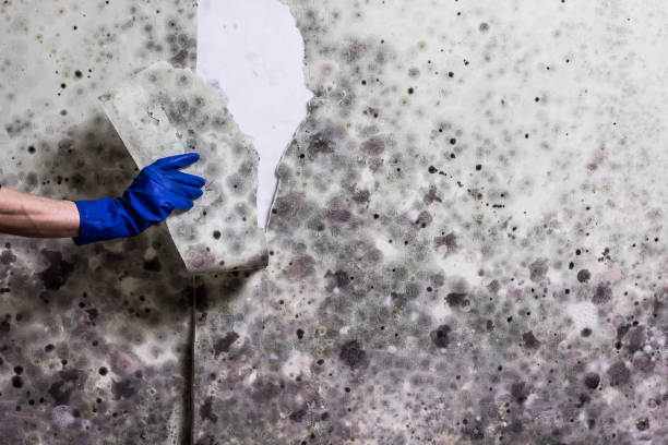 Best Residential Mold Removal  in Foresthill, CA